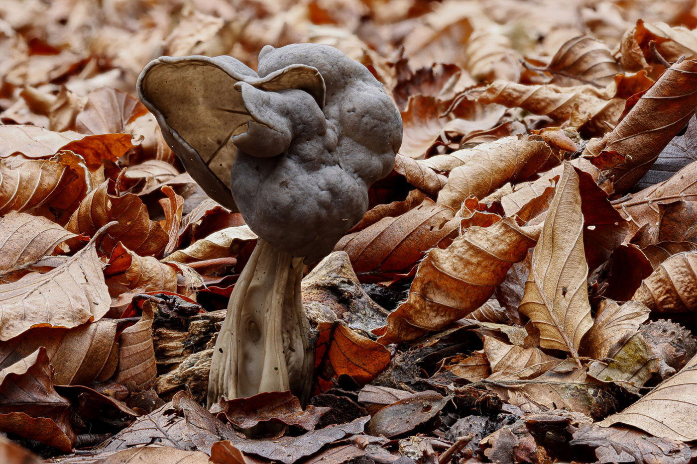 Helvella lacunosa by Paul Goby